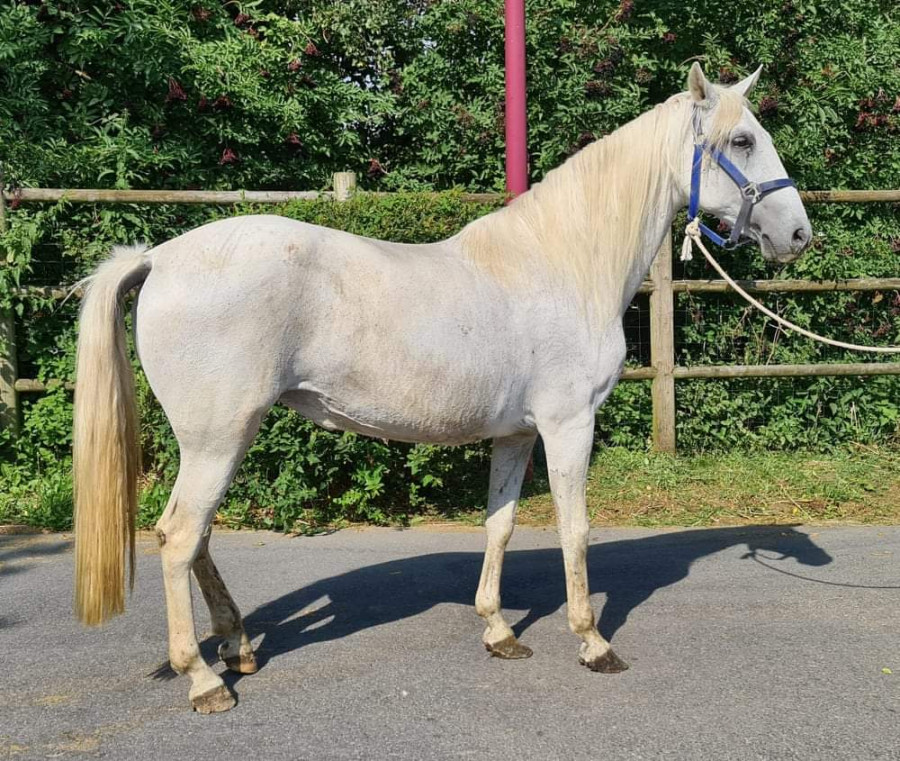 Bonjour je vends pour un ami, une petite jument espagnol de 1m55 +/- qui se nomme Lounares
Elle a tourne en poney club, brave a la mont, Ok au trois allure , part seule ou accompagne en promenade.
Elle est super gentille a pied et trs respectueuse de l