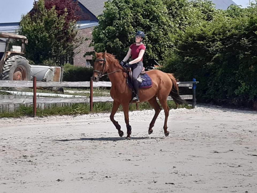 Jument 9 ans 5000 euros 