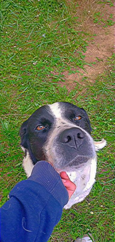 Bonjour, nous sommes 3 filles de 13 ans.. et nous cherchons des personnes, qui ne peuvent pas promener leurs chiens. Nous irons les promener. Sir monein! ET CONTRE ARGENT !! Pour financer notre projet. Nous en sommes passionn�.
Pour toute question contact