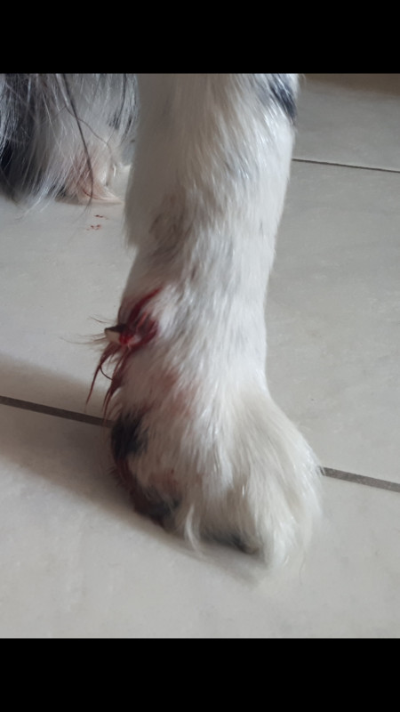 Griffe cassée chien . véto ?