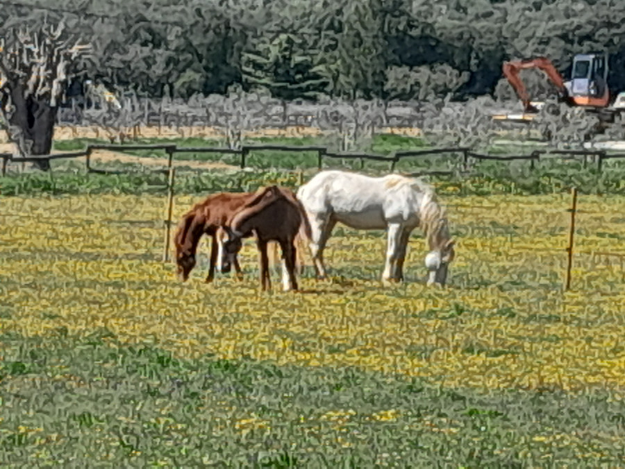 3 grands prs pour lcher les chevaux