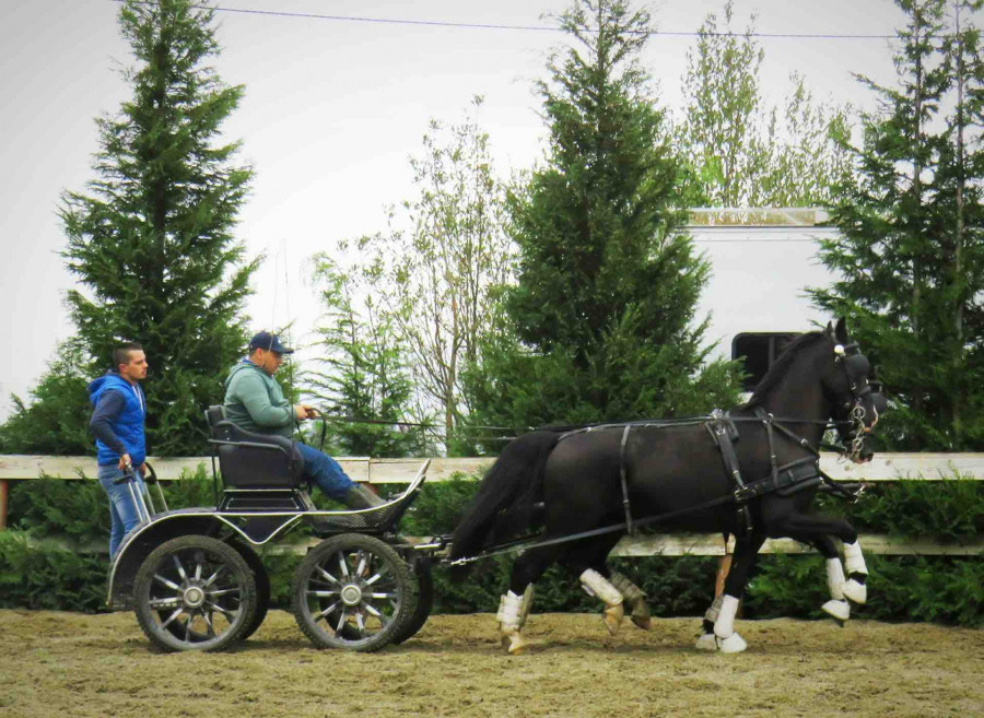 Pair kwpn 4 ans