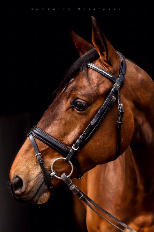 FOR SALE ! 5 yo Gelding Kannan X Quidam de revel X Arlequin