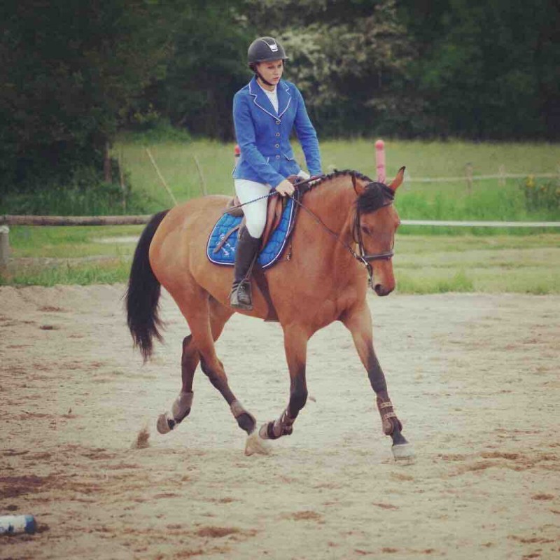 Arcane des morins , jument de 8 ans . 
A vendre, urgent !!!