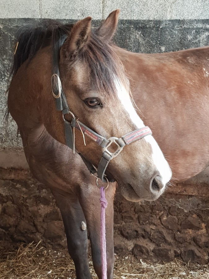 a vendre poulini�re pleine et son poulain de 5 mois 