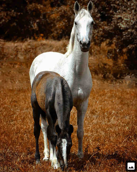 Hey je suis nouvelle sur cette apli je me demander comment deposer une annonce ??\