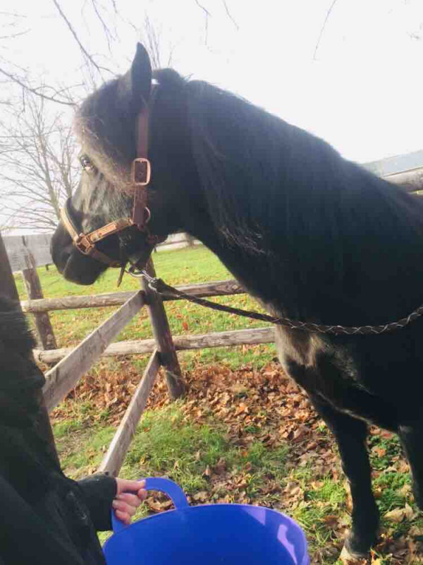 Presentation : 

Betty Boop
Welsh cob 
8 ans 
Jument anglaise
enchaine 105 cm
toise 142 cm
05/05/12 
