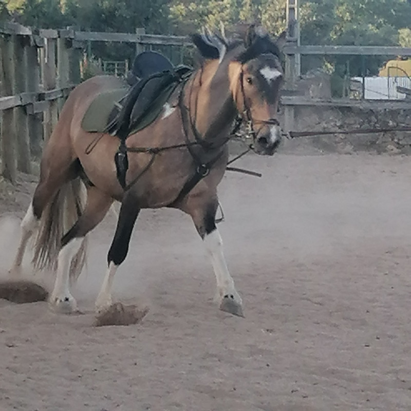 Mon petit Karibu  la fin de son stage dbourrage ?