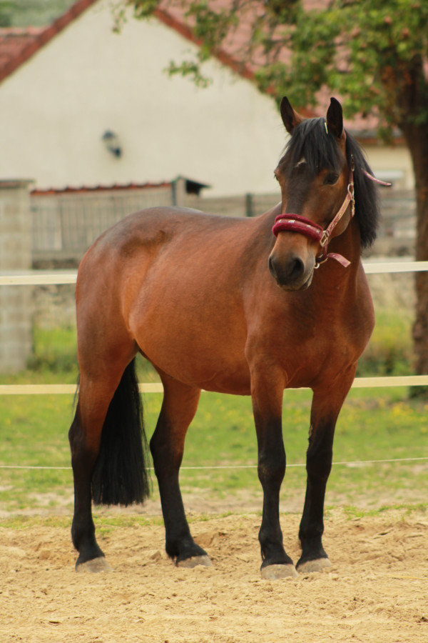 Bonjour, je recherche ce poney � qui j\'�tais �norm�ment attach� mais qui est parti du jour au lendemain de mon centre �questre. Il s\'appelle Babydoll et a quitt� mon �curie environ vers le 10 octobre 2020. Il serait parti vers Lille d' apr�s son ancienn