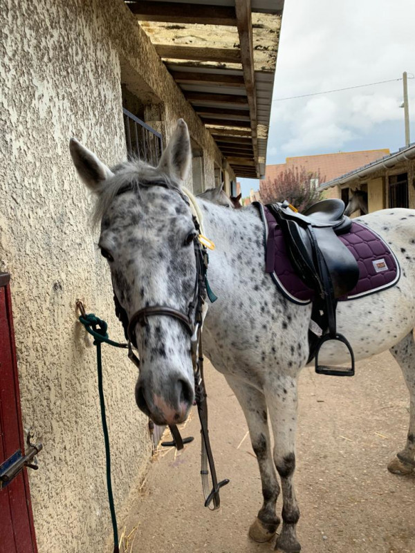 C\'est avec elle que j\'ai fait lamotte breuvon c\'est ma jument pr�f�r� ??