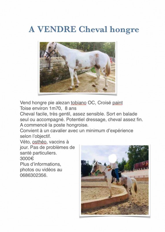 Gentil cheval � vendre 