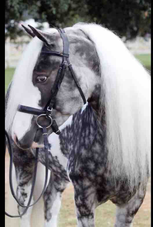 Voici une photo d\'un cheval avec un filet et voila c\'est tout !! 