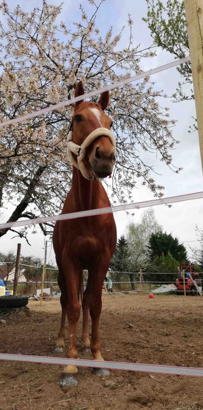 Bonjour 
Je recherche une personne de pr�f�rence majeure avec minimum un galop 3 qui pourrais s?occuper de mon cheval le mardi ,jeudi et le vendredi si tous se passe bien,donc une demi pension pour la rentr�e de septembre 2019 . Dans une �curie de propri�