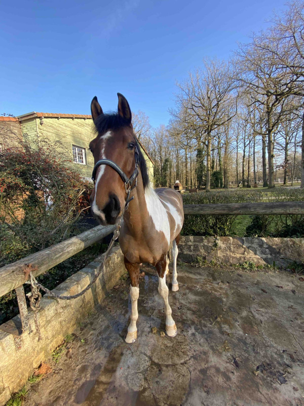 Feu Sauvage de Butterne 