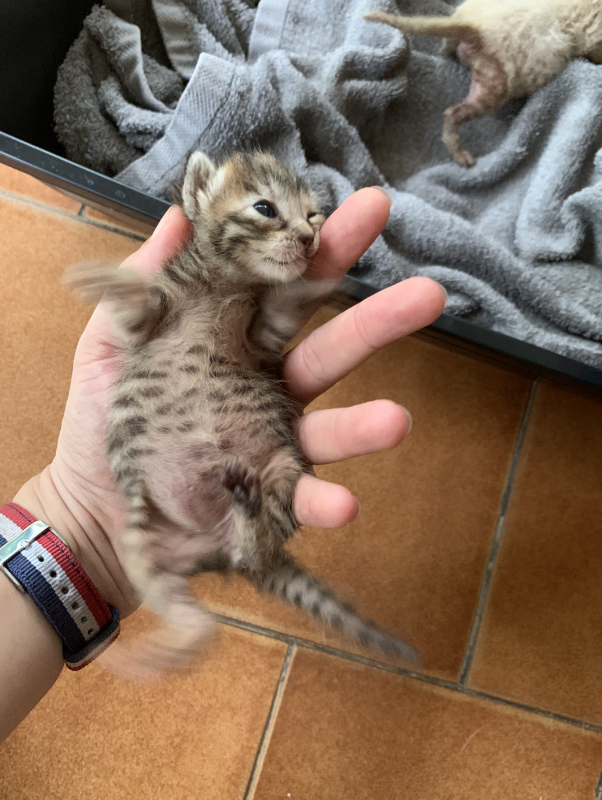 Chatons non sevrés. ventre dur et gonflé