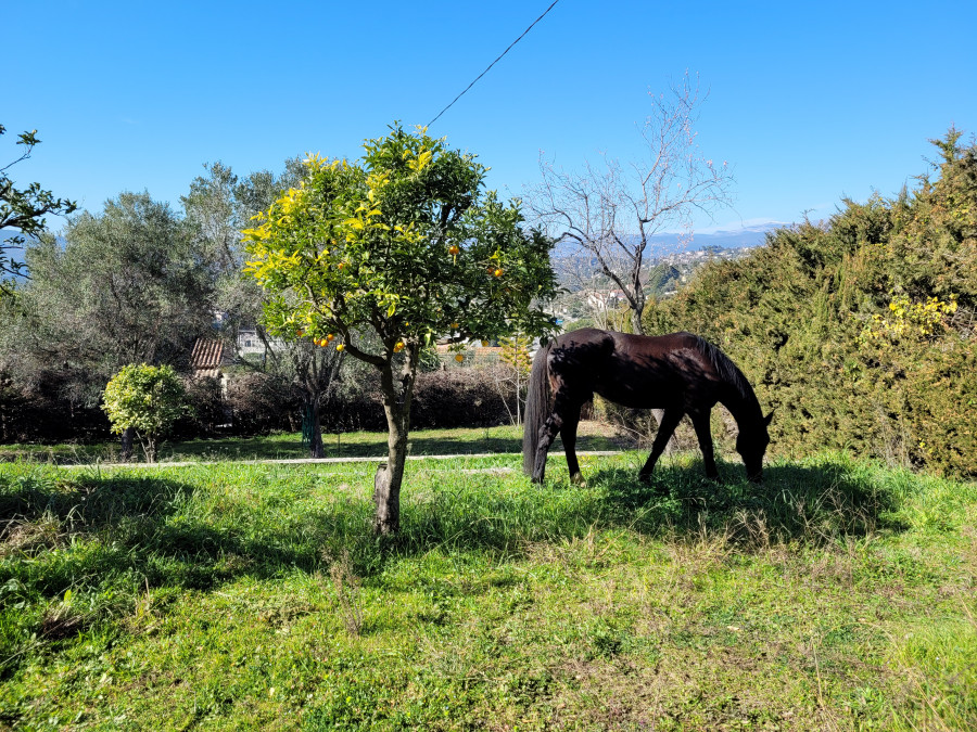 Bonjour je recherche un cheval ou un poney de loisir afin de tenir compagnie  mes deux autres chevaux et faire quelques balades en fort de temps en temps.
Pas plus de 19 ans et doit toiser au minimum 1m45. Je prends grand soin de mes compagnons. Les ch