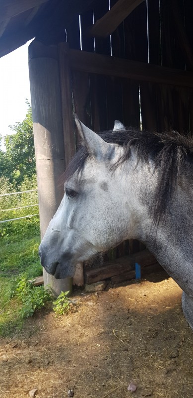 recherche un cheval a confier 