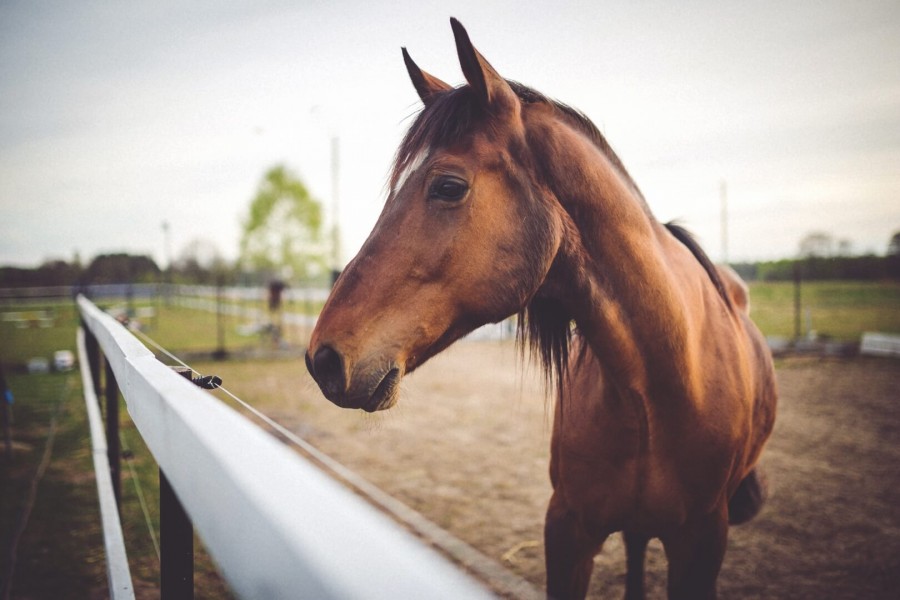 un cheval Google ?
