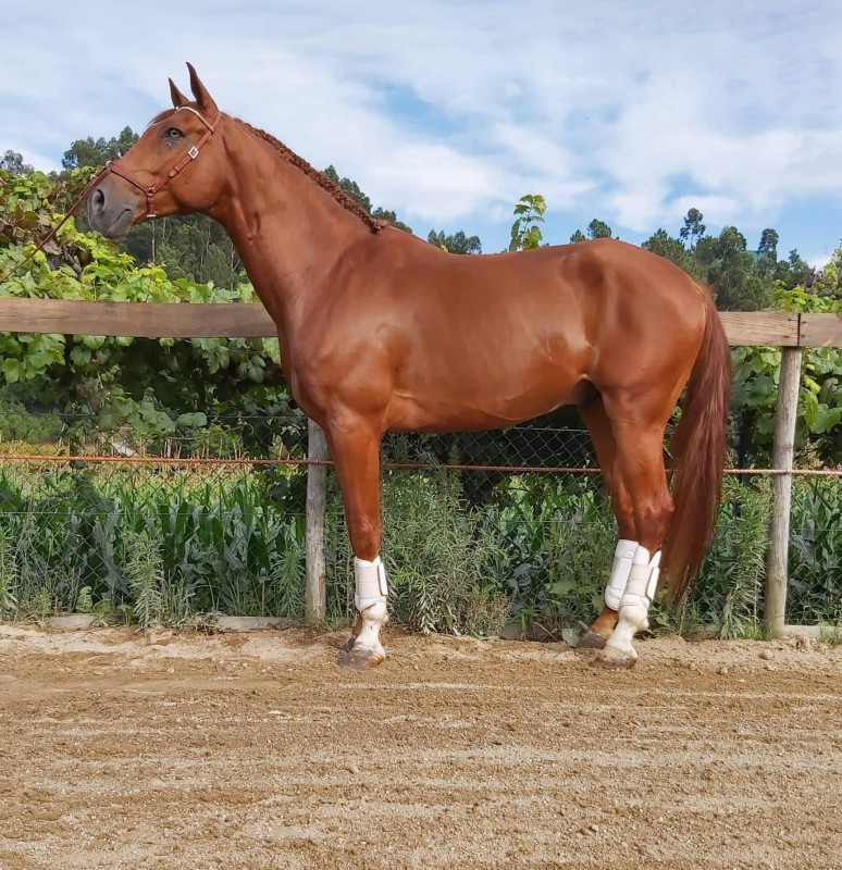 CHEVAL PORTUGUAISE FOR SALE