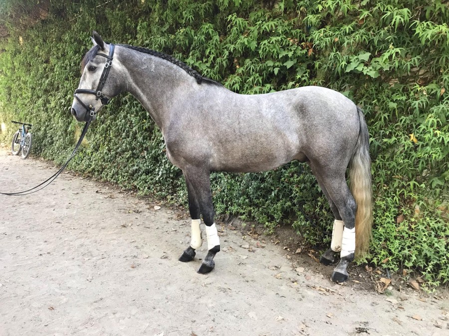 LUSITANO FOR SALE