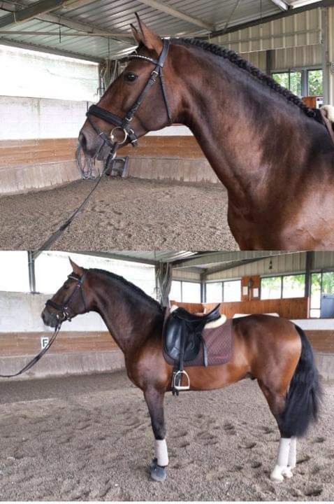 LUSITANO FOR SALE
