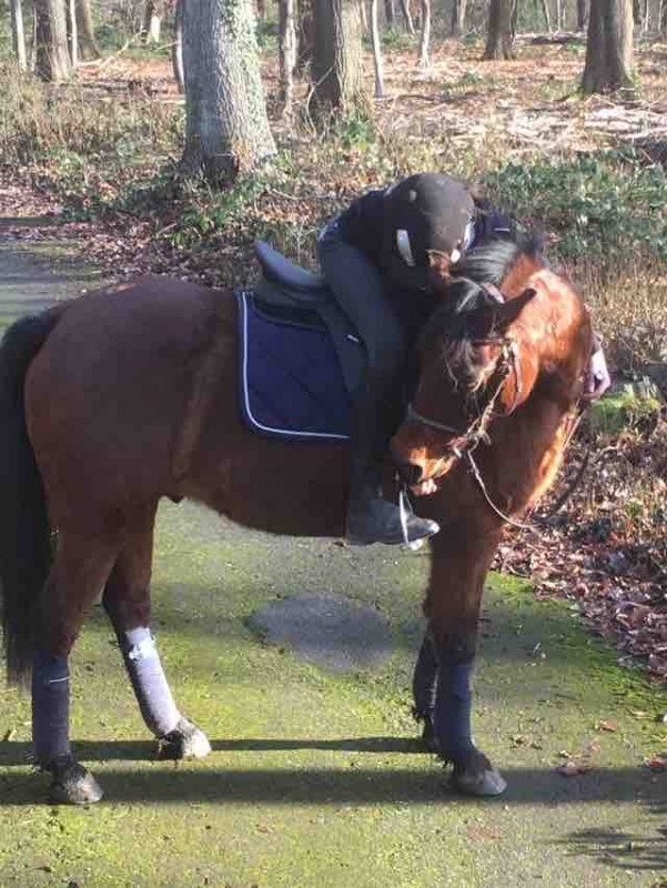 Dans ce magnifique bois sous un soleil magnifique,ce magnifique poney etait genial !