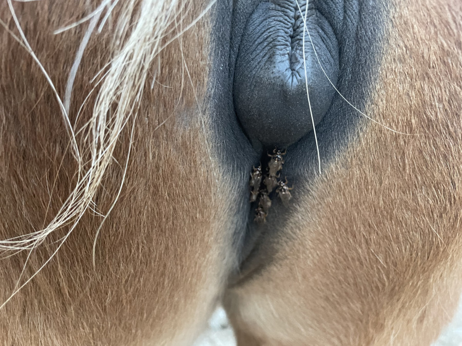 Recette anti-mouches pour les chevaux à faire soi-même