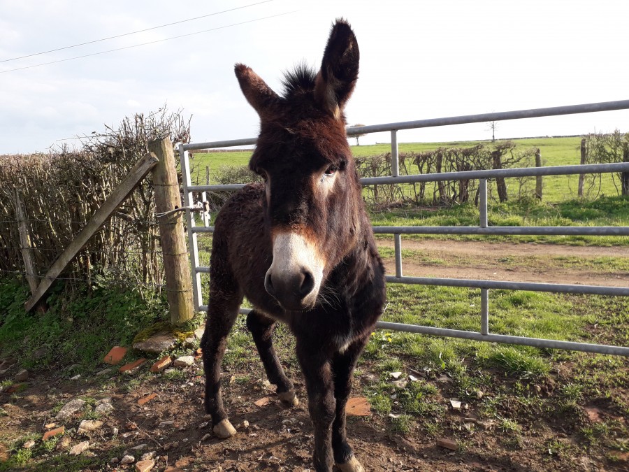 Je vend mon �ne, Disco, �g� de 6 ans. Il aime les balades et le contact humain. Il peut vivre seul ou � plusieurs et �tre une tr�s bonne compagnie � des animaux de ferme. Il a d�j� �t� mont� 2 ou 3 fois et fait quelques tours de maniabilit�. J\'aimerai lu