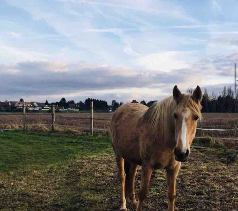 Pension cheval 1m54  
150 euros par mois
Sud essonne 
Uniquement pour des balades 
N\'hesitez pas a me contacter 

