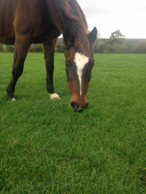 Mon cheval Belivor de Flor ecoule des jour heureux dans un champs plein d\'herbe vert avec des congnaire :)