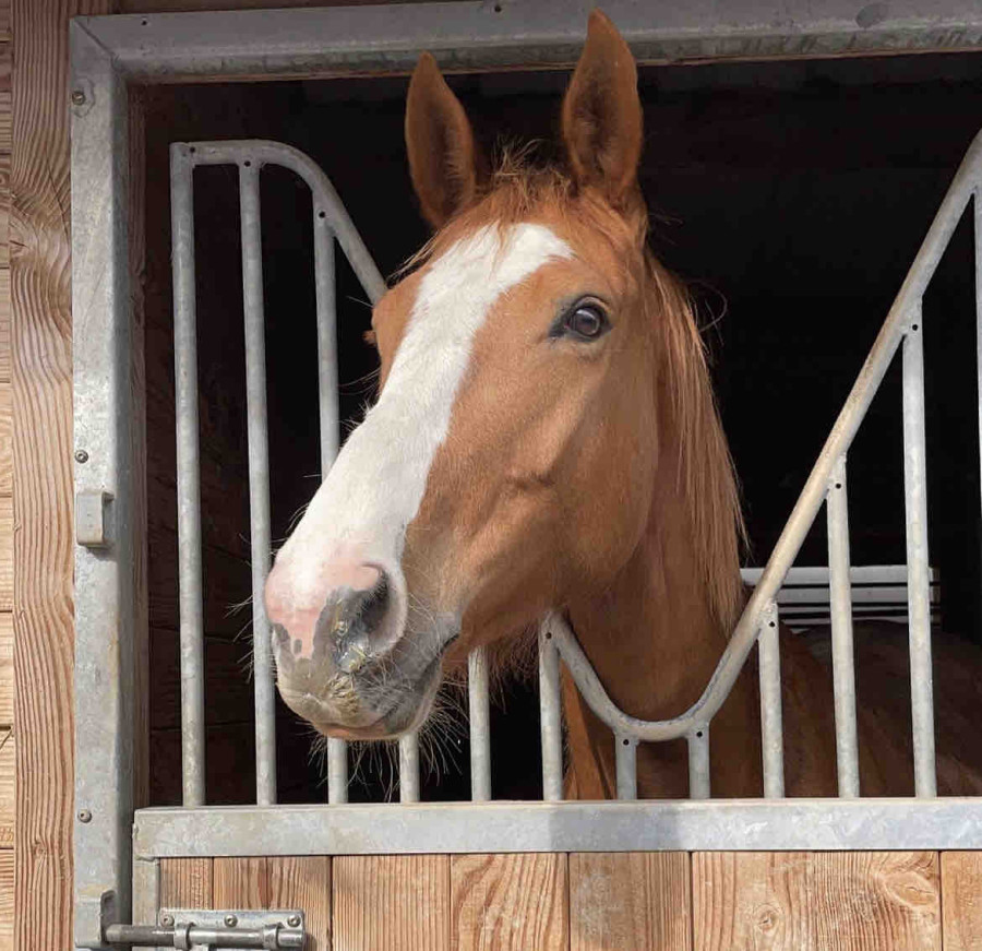 Bonjour je cherche une Dp pour ma jument Funny girl meniljean pour dressage, plat, longe, longue reine mais pas de saut (possibilit de sortir en concours dressage ) 

C?est une jument de cso avec de bonne base en dressage. Elle a un caractre bien tremp