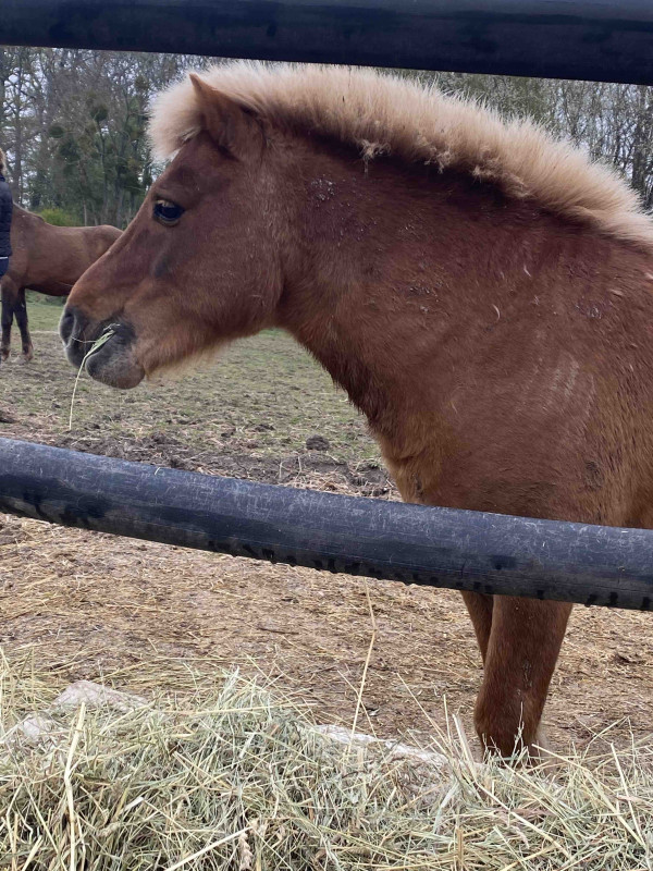 A vendre petit shetland entier de 11 ans. Il est tres gentils et tres bien eduqu. Tres gentils avec les juments, il vit dehors a l\'anne. Adore qu\'on s\'occupe  de lui, il adore les balades a pied et n\'a peur de rien, il passe absolument partout. Me c