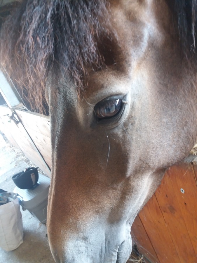 L\'amour entre le cavalier et le cheval est ind�truisible ??