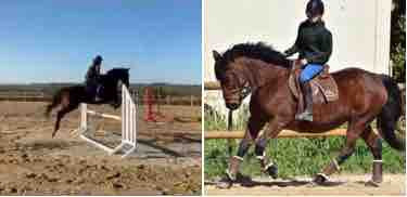 Recherche demie pension 
Dans le 66 (barcares,torreille,saint laurent,sainte Marie,canet..)
Saut,dressage,longe,travail � pied 

J?ai 13ans 
Niveau galop 5
j?ai eu 4 demie pension 
Je travail beaucoup � pied
 
T�l�phone : 0783990405