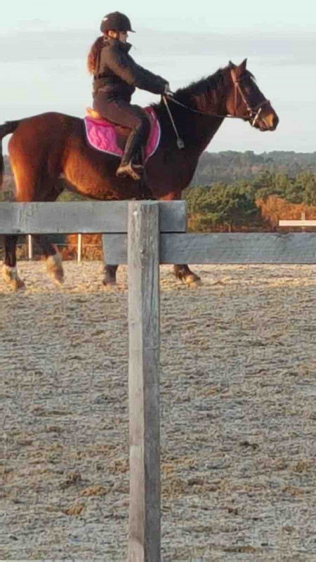 Voici vigo, mon cheval prefere il me tarde de le revoir pour sauter encore plus haut 