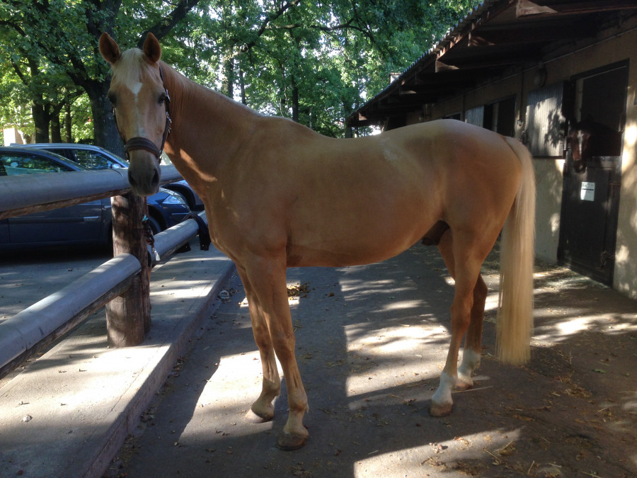 Connaitre Le Passe De Mon Cheval Spirit Connaitre Le Passe De Mon Cheval Spirit