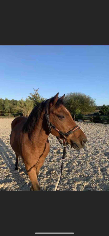 Ast�rix ?

ONC poney 
Hongre de 10 ans environ 1m25 
* Poney gentil, tr�s facile en main, aux soins, passe partout
* Poney avec du sang 
* Extr�mement franc sur les barres, ne regarde rien 
* Encha�ne un parcours club 3 avec enfant de 9 ans galop 3 
* Auc
