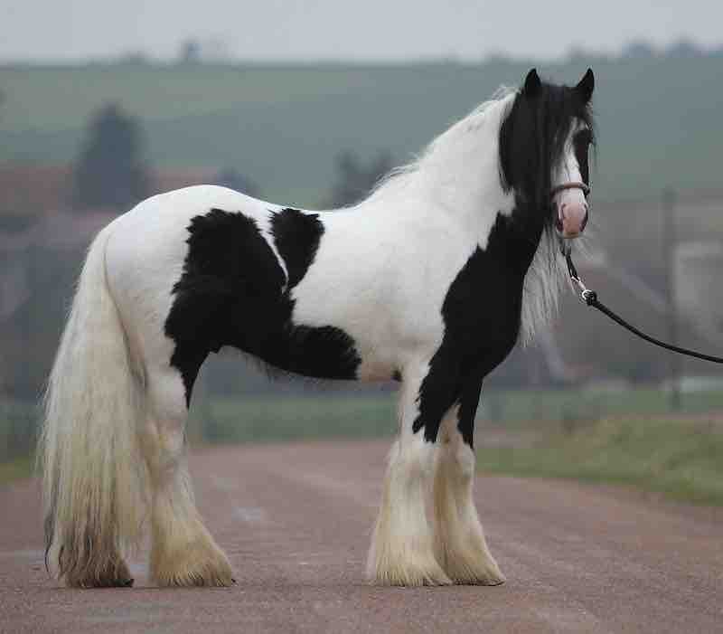 Recherche un irish cob mesurant entre 1m51/1m60 pour categorie loisirs 
