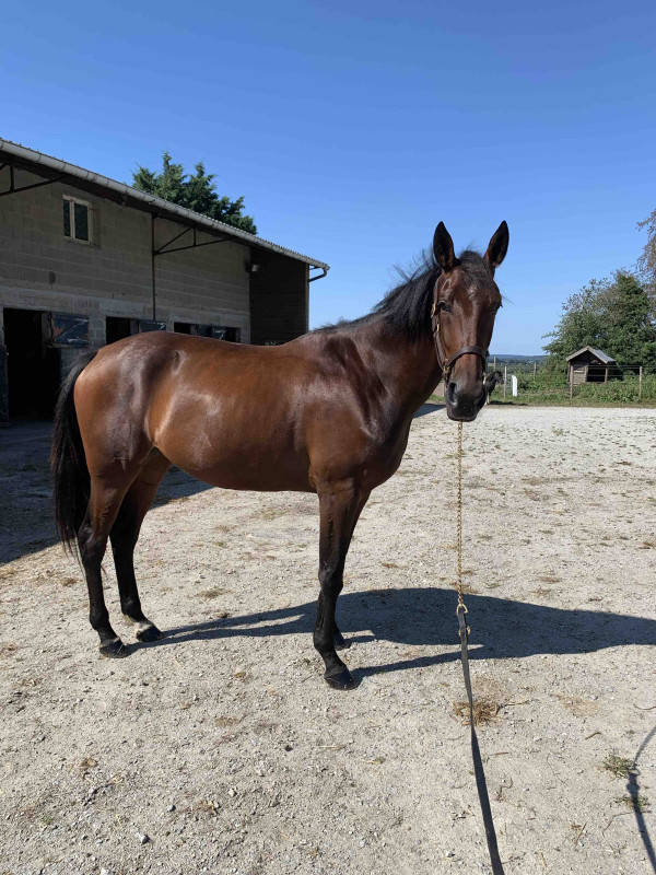 joya de collard, tortteuse de 4 ans a vendre. Debourrer aux trois allures. Saute en liberter et monter. Part en balade seulle ou accompagn�. Me conctater pour olus de photos  videos et renseignements. 