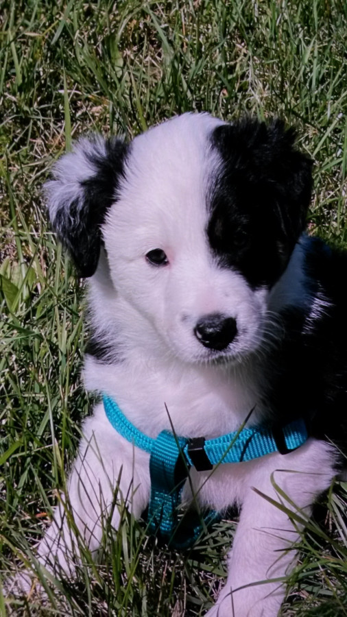 Regardez-moi cette bouille d'amour!&#128154;&#128155;&#128156;&#128147;&#128149;&#128150;&#128151;&#128152;&#128157;&#128158;&#128159;&#128153;&#10084;&#128525;