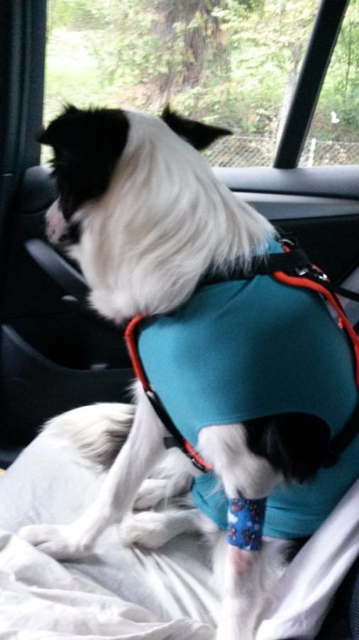 Elle venait de se faire oprer, on rentrait du vtrinaire&#128021;&#128546;.
