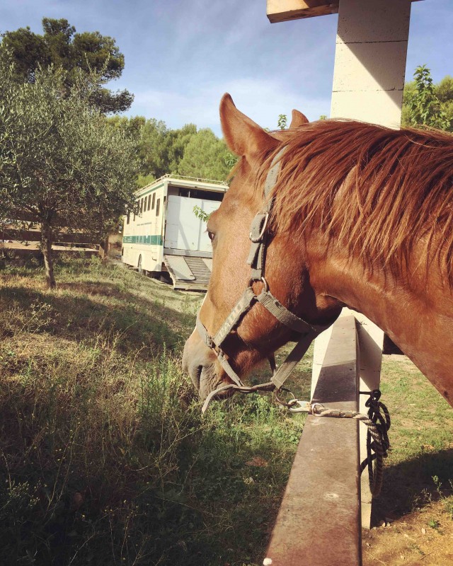Voici Prosper, un hongre de 13 ans, alezan, il est a mon club d\'equitation. 
Je l\'adore 