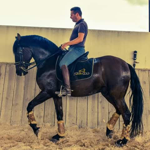 Ilhu mont par Rui Alvim, MM&RA Dressage. C\'est un hongre lusitanien de 6ans.