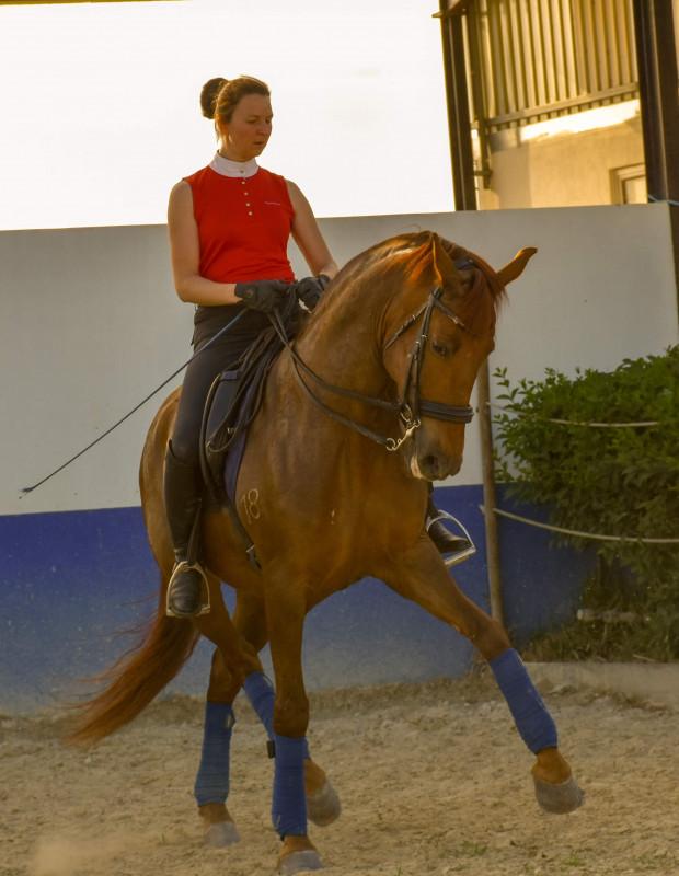 Guadalupe mont par Marie, MM&RA Dressage. Jument lusitanienne de 8 ans.