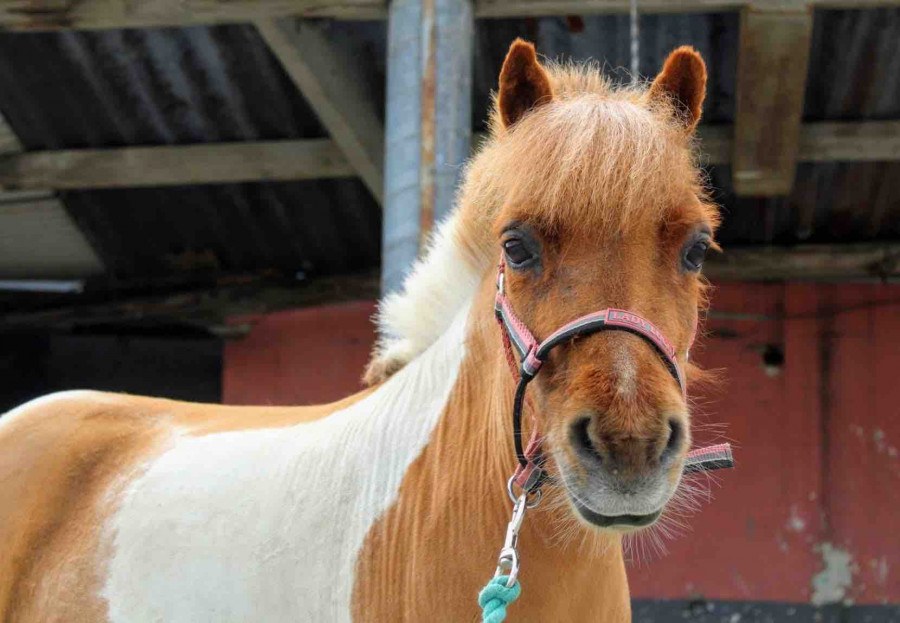Tellement beau mon poney? *_*