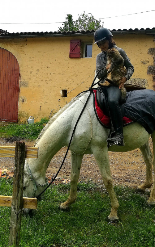 Quand le chat dcouvre les chevaux &#128514;&#128576;