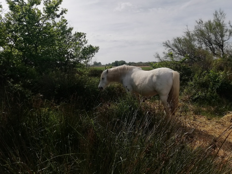 mon cheval je ne peux plus le voir a cause du confinement comment beaucoup d\'autres personnes il y a que mon papi qui peux y aller il m\'envoye des photos de lui.