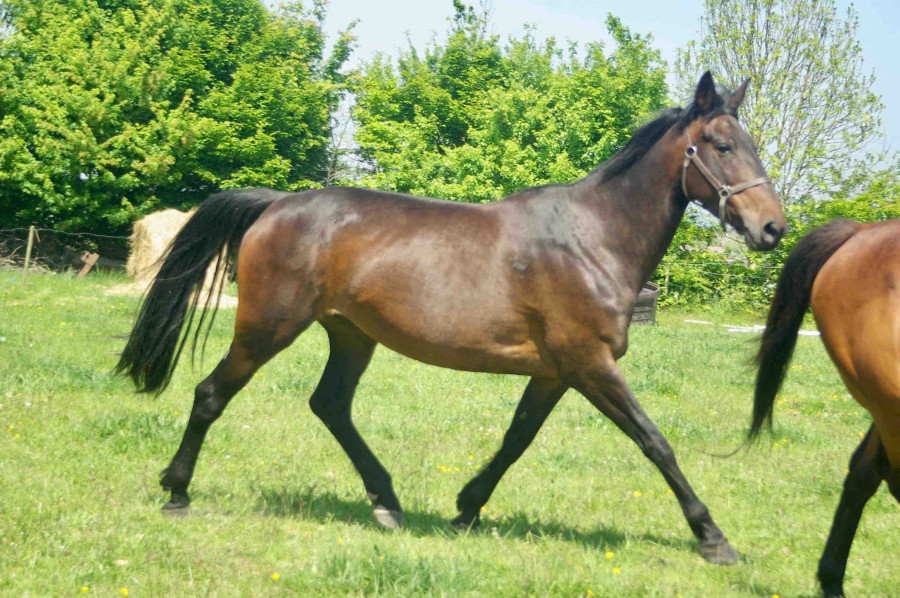 ?Jument � �changer ou � Vendre  ?

Voici Epona, c?est une gentille jument �g�e de 8 ans de race Trotteur Fran�ais. 
Epona est une jument tr�s affective , une vraie pot de colle ? elle adore les c�lins, bisous et les enfants. 
Jument id�ale pour reproducti