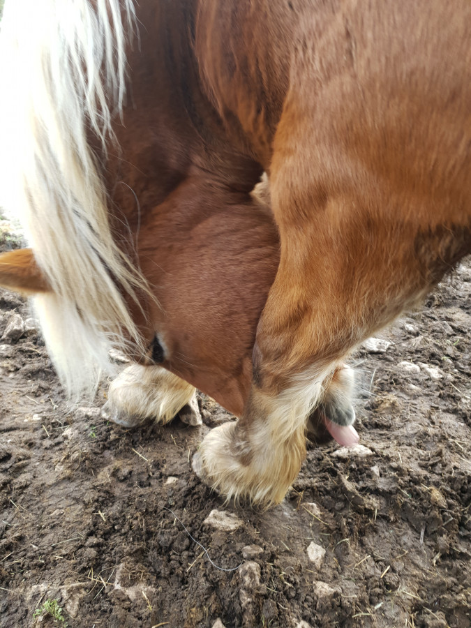 Mon cheval de cirque