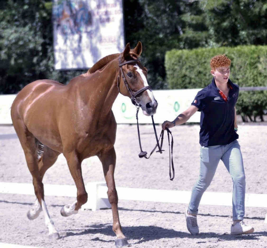 Balabac - 11 ans est a la recherche de nouveaux cavaliers pour venir le travailler en main ou � pied ! 

C\'est un cheval avec du sang et joueur qui n�cessite un bon niveau sur le plat, �tant un cheval de horseball, il ne fait pas beaucoup de saut d\'obst